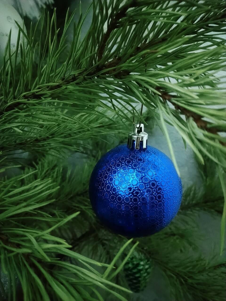 De populairste kerstbomen van Nederland